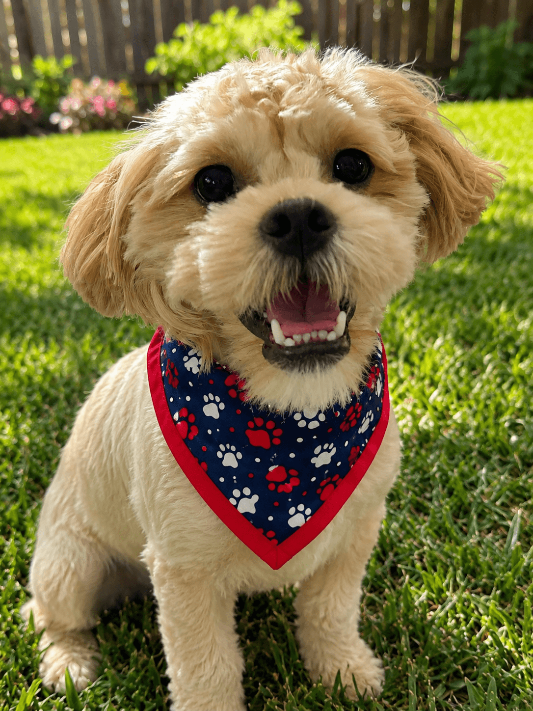 Dexter-Os - Shih Tzu