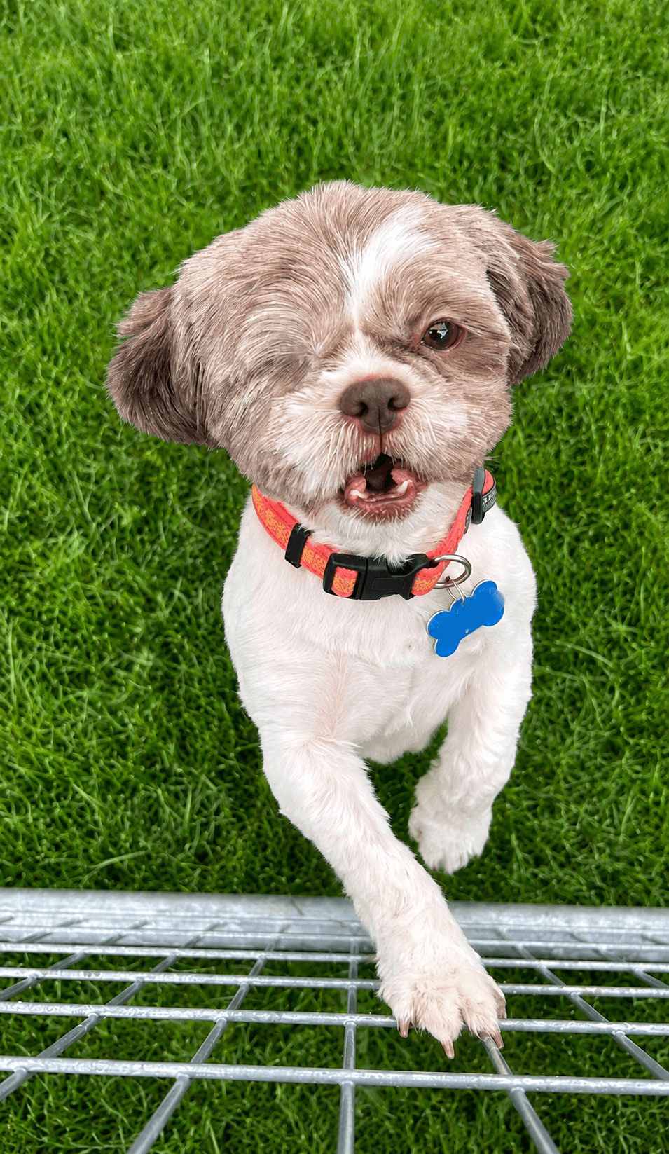 Nadia - Arr - Shih Tzu