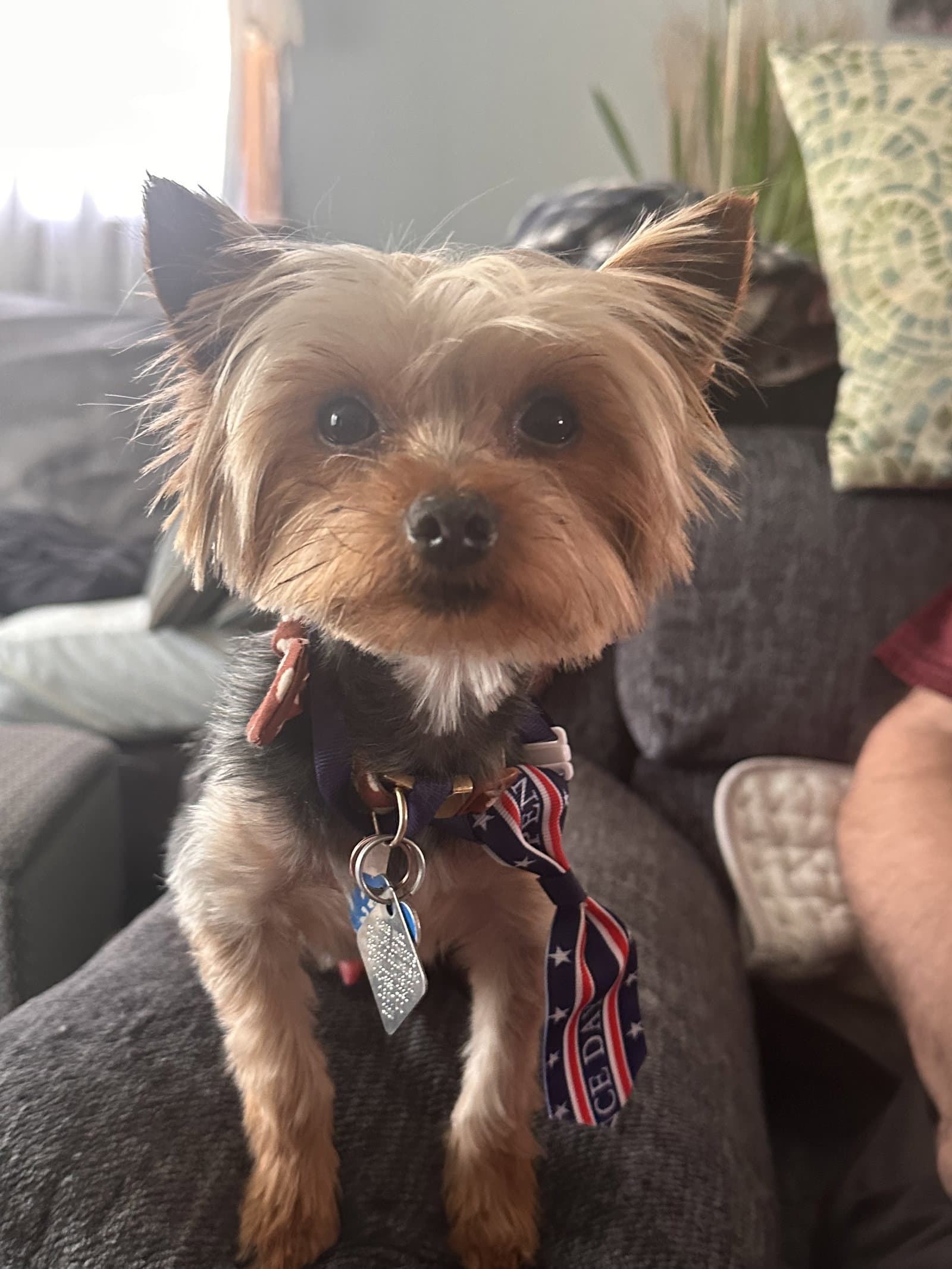 Vinny - Fairfield - Yorkshire Terrier Yorkie