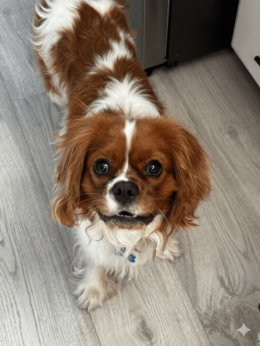 Manny Fairfield - Cavalier King Charles Spaniel