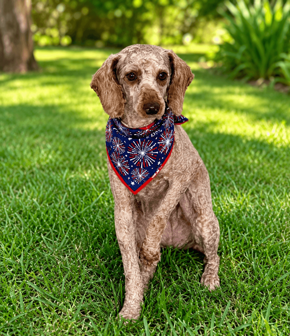 Patrick - Arr - Poodle (Miniature)
