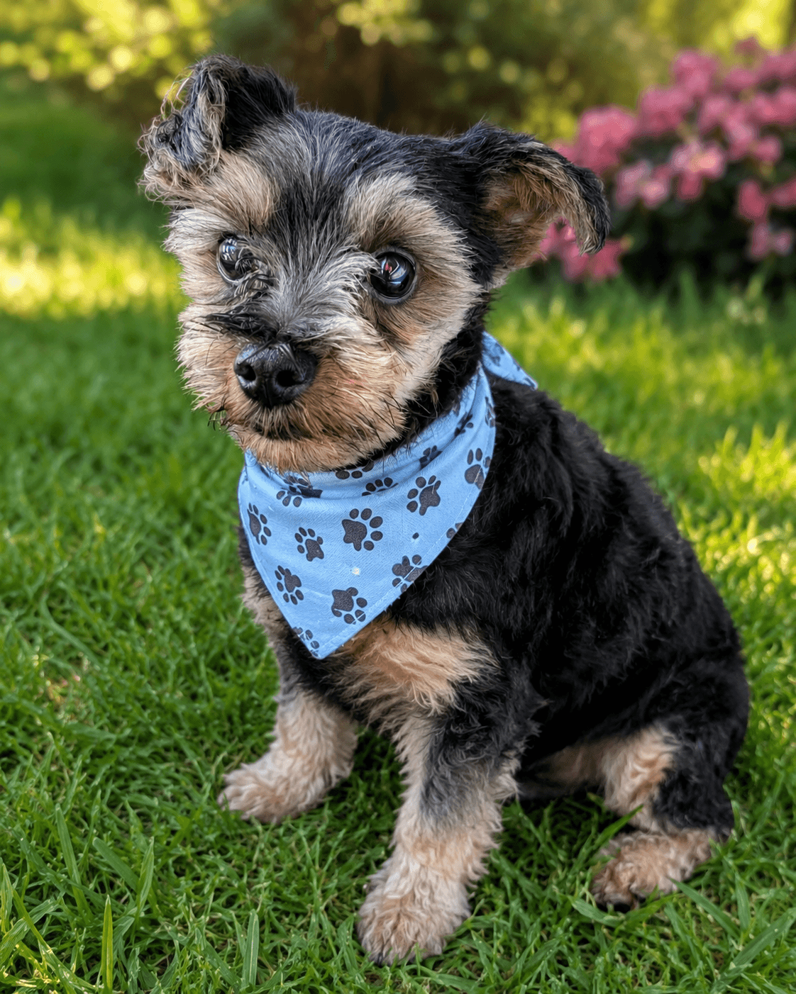 Chipp-Arr - Yorkshire Terrier Yorkie