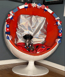 Z Litter Puppies image 4