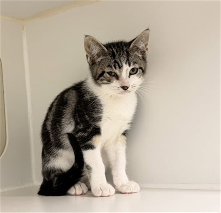 Cruz - Domestic Short Hair