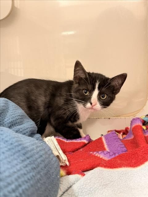 Dezi - Domestic Short Hair