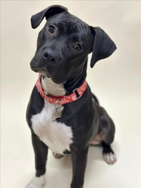Bruce - Pit Bull Terrier