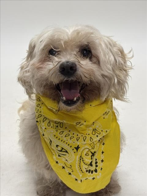 Shylo - Maltese