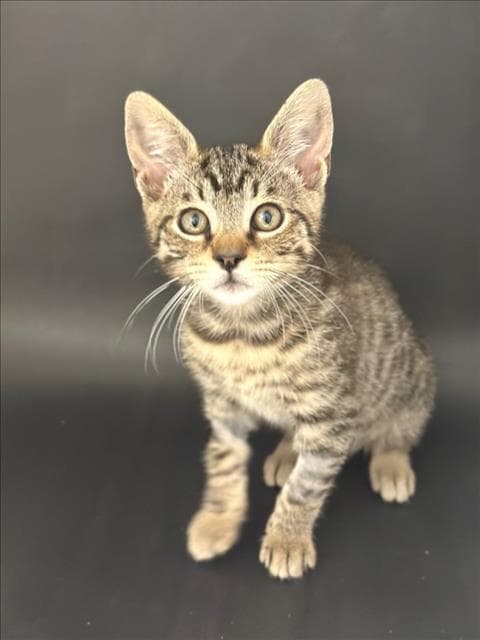 Pangea - Domestic Short Hair