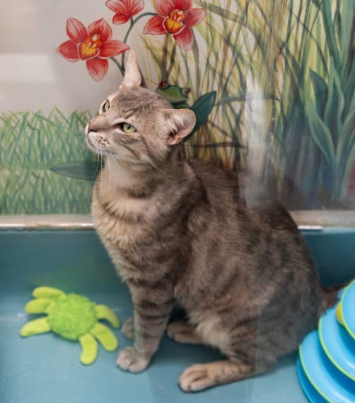 Taco - Domestic Short Hair