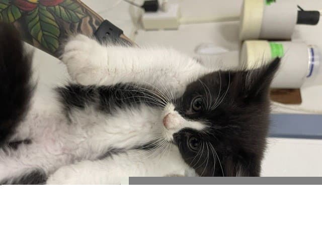 Unknown - Domestic Medium Hair
