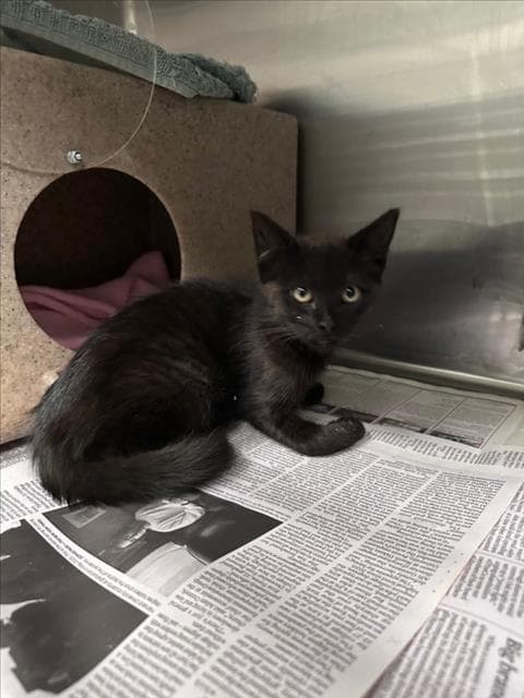 Peggy - Domestic Medium Hair