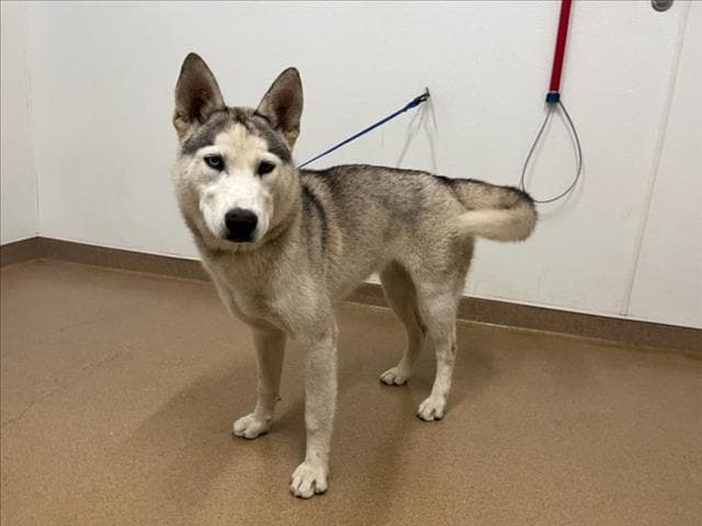 Jordyn - Siberian Husky