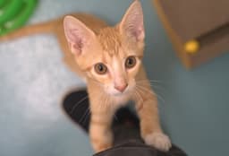 Jack image 1