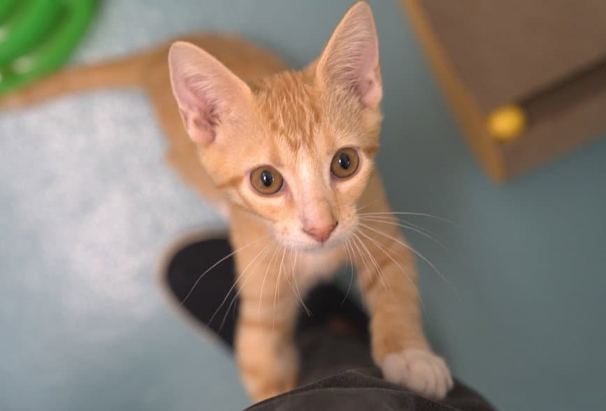 Jack - Domestic Short Hair