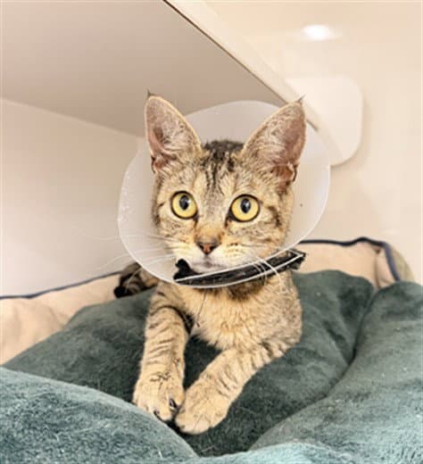 Candy - Domestic Short Hair