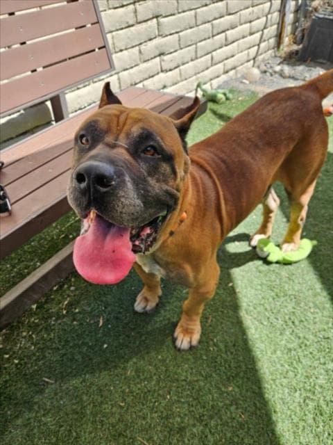 Simba - Mastiff