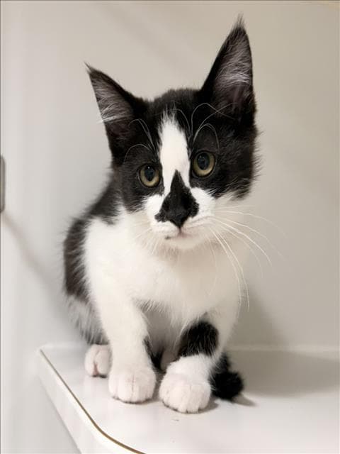 Dory - Domestic Short Hair