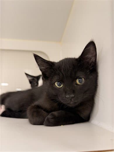 Charlie - Domestic Short Hair