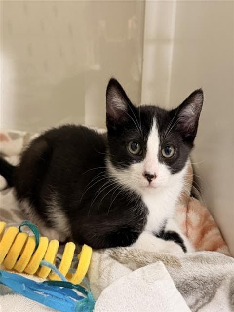 Nemo - Domestic Short Hair