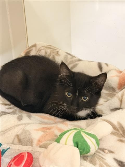 Hank - Domestic Short Hair