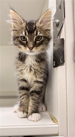 Remy image 1