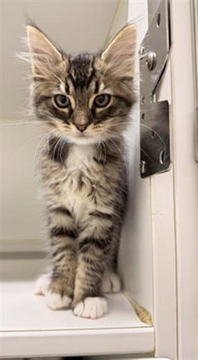 Remy - Domestic Medium Hair