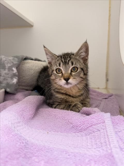Pepper - Domestic Medium Hair