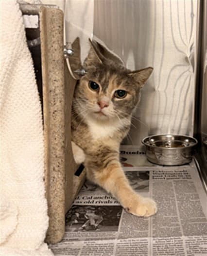 Unknown - Domestic Short Hair