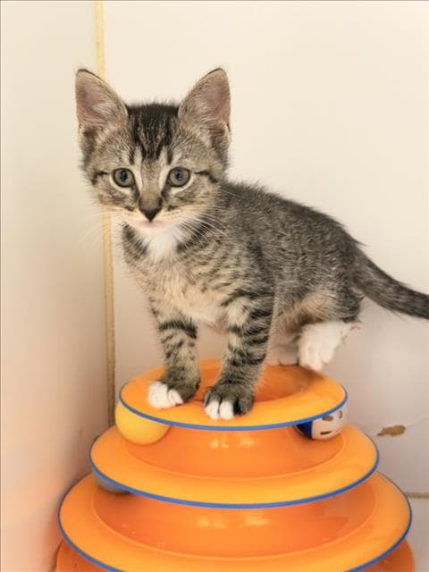 Peter - Domestic Short Hair