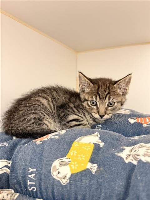 Parker - Domestic Short Hair