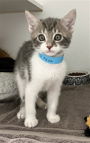 Unknown - Domestic Short Hair