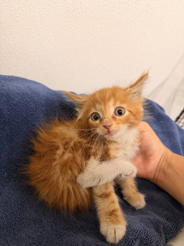 Cruiser - Domestic Short Hair