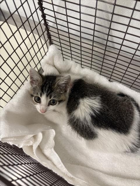 Unknown - Domestic Short Hair
