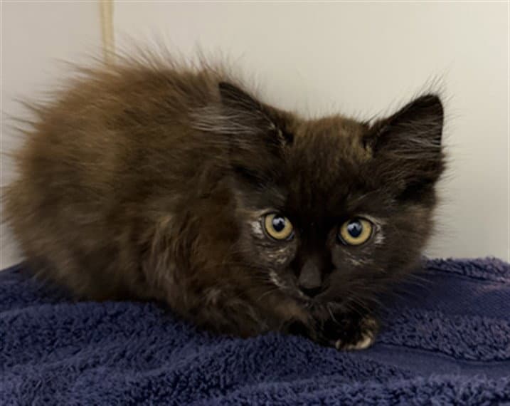 Mj - Domestic Medium Hair