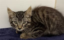 Ned image 1