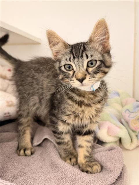 Ned - Domestic Medium Hair