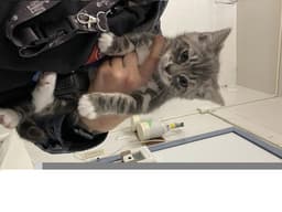 Benny image 1