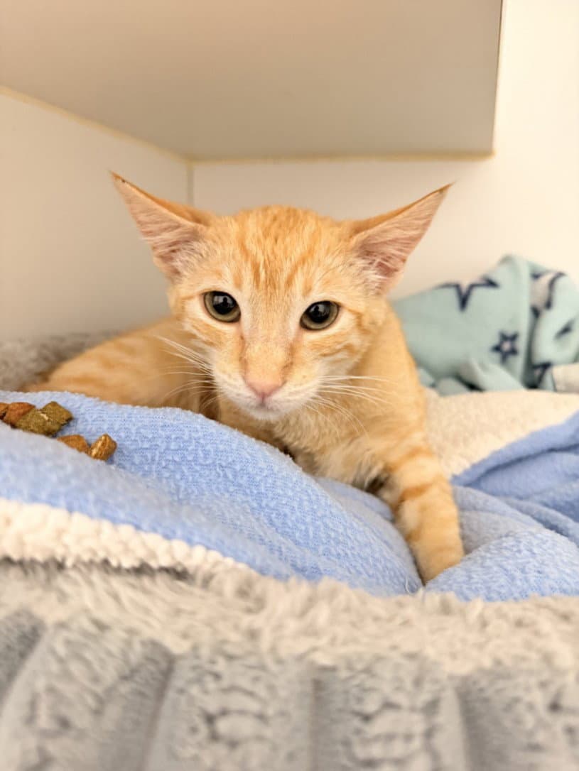 Juno - Domestic Short Hair