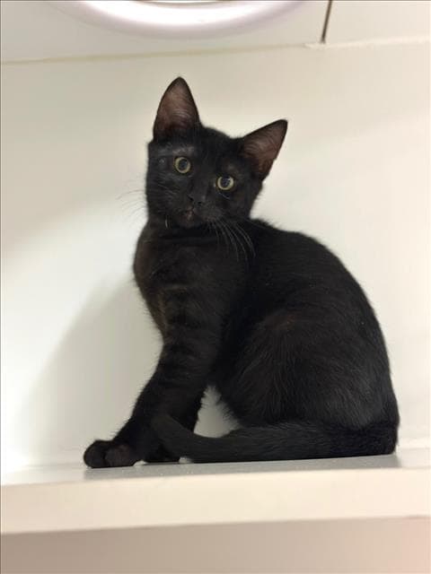 Ash - Domestic Short Hair