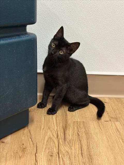 Scrump - Domestic Short Hair