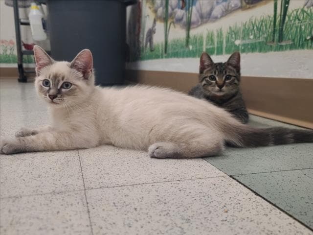 Taiga - Domestic Medium Hair