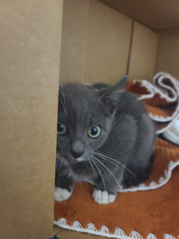 Dusky - Domestic Short Hair