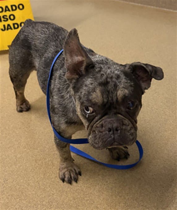Astrid - French Bulldog