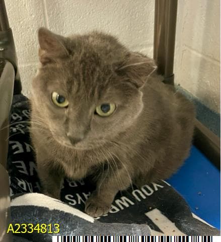 Peanut - Russian Blue