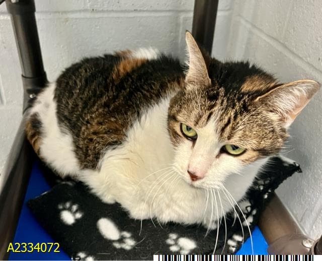 Coco - Domestic Short Hair