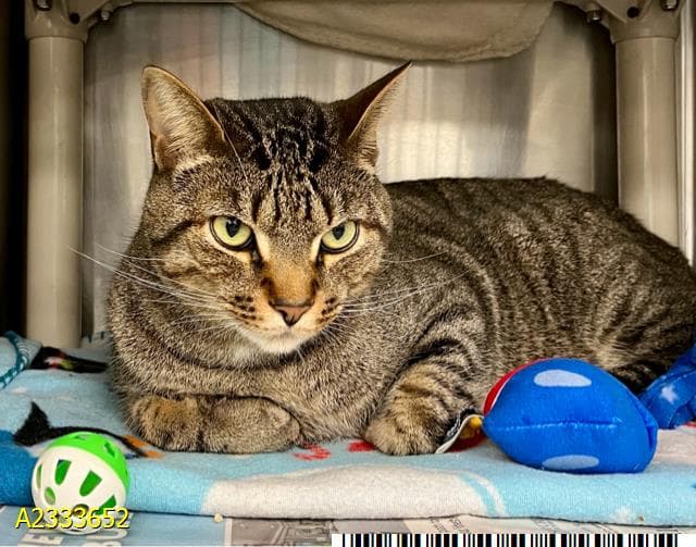 Shiloh - Domestic Short Hair
