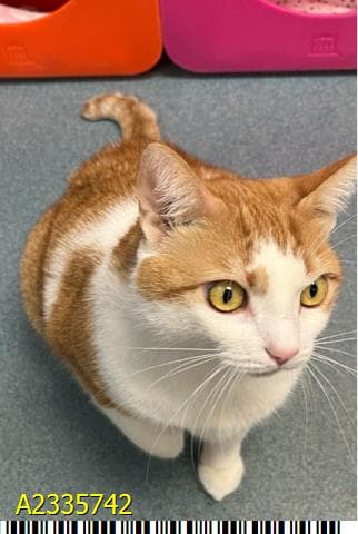 Meep - Domestic Short Hair