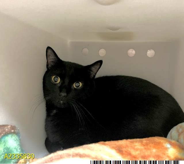 Whitefoot - Domestic Short Hair