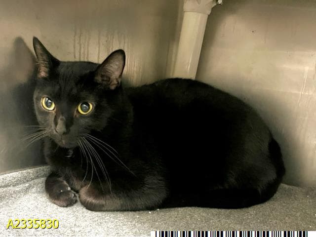 Whitefoot - Domestic Short Hair