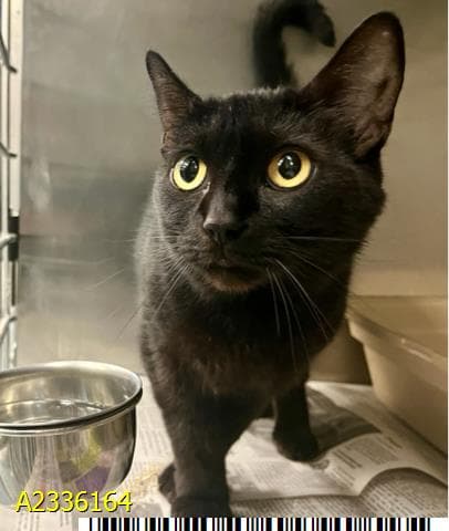 Luna - Domestic Short Hair